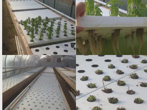 EPS Foam Panel Used to Create Aquaponic Garden