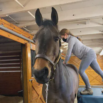 Veterinary Chiropractic Bales